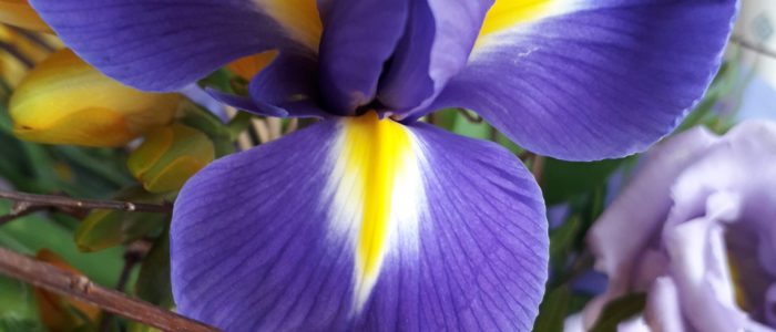 Blume 1